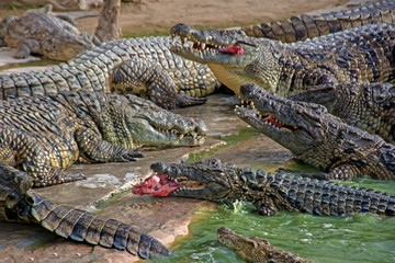 crocodile in the zoo