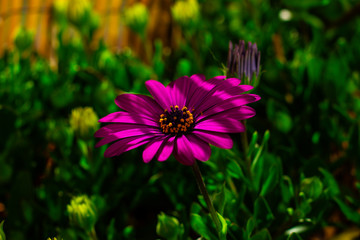 Fototapeta premium Macro nature