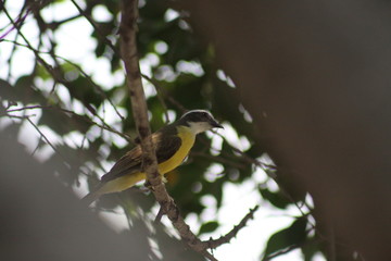 luis gordi cuello cantando en el árbol
