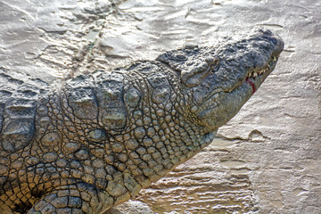 alligator