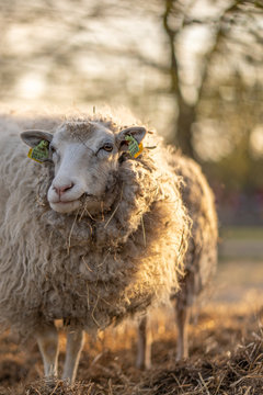 Image of sheep on the coutry side farm during sunset