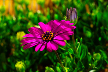 Obraz premium Macro nature