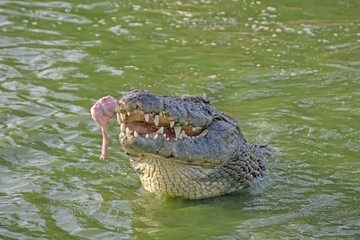 crocodile in the water