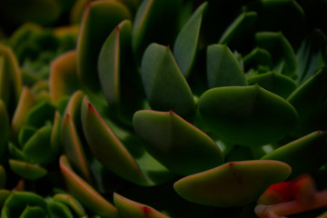 Macro hojas verdes