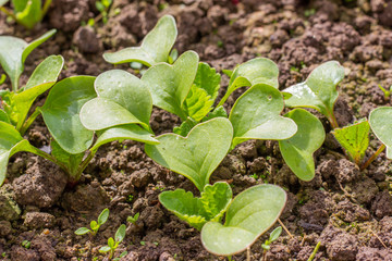 Organic radish seedlings in the vegetable garden. Healthy vegetarian food from your own garden. Planting vegetables in spring.