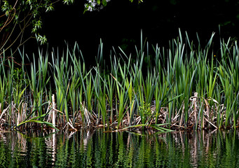 reeds in the lake