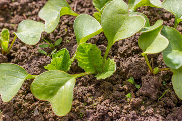 Organic radish seedlings in the vegetable garden. Healthy vegetarian food from your own garden. Planting vegetables in spring.