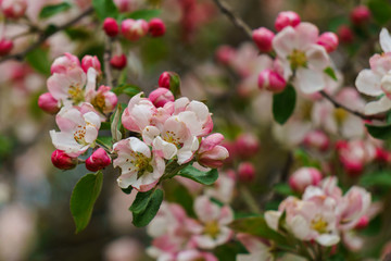 Naklejka na ściany i meble Tender pink flowers and buds of an apple tree on a branch in the garden.