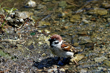 sparrow on a rock