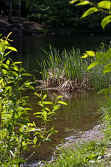 pond in the park