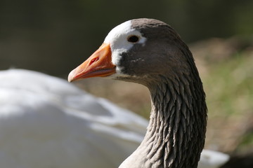 Head of a nice goose