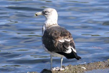 Great black-backed gull with the sea in the background