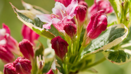Obraz premium Red and pink flowers of Weigela 