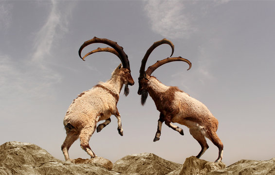 A beautiful photo of two mountain goats fighting with long horns standing on two legs