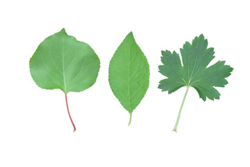 Fototapeta premium Three green leaves of fruit trees and berries on a white background: apricot, peach, currant and plum.