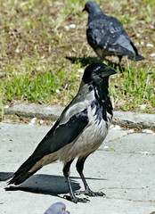 crow on the ground