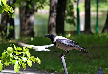 crow on the ground