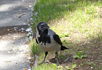 crow on the ground