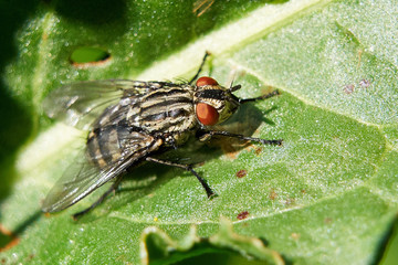 Common flesh fly (Sarcophaga carnaria)