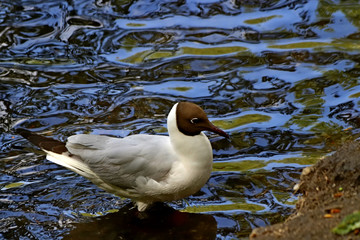 duck in the water