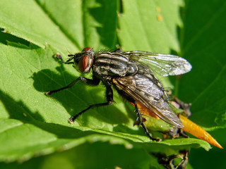 Common flesh fly (Sarcophaga carnaria)