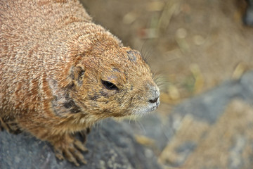 Detailaufnahme von einem Präriehund 