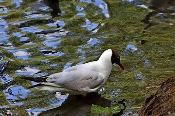black headed gull