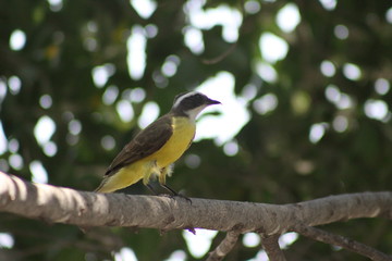 luis gordi cuello cantando en el árbol