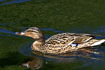 duck on the lake