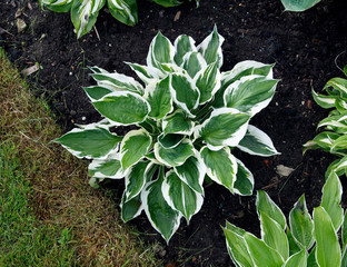 Close up of the leaves of the Hosta 'First Frost'