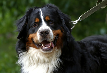 bernese mountain dog