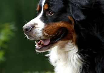 bernese mountain dog