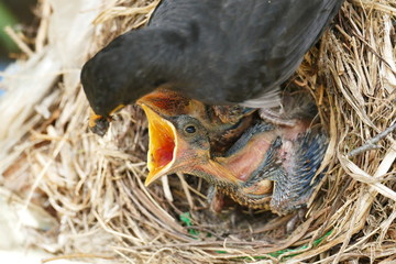 blackbird nestling raising its head for food