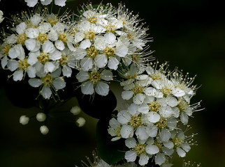 apple tree blossom