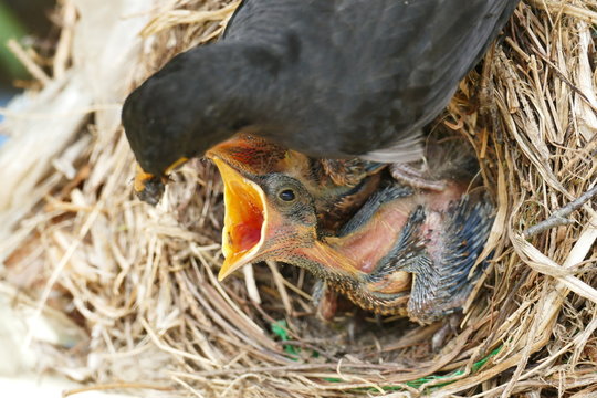 Nestling in discount