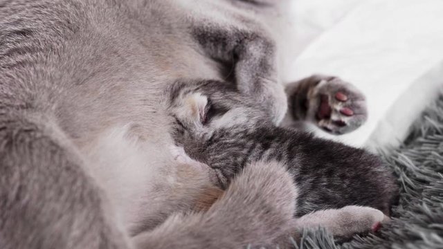 close-up, scottish talkative kitten sucks mom's tits