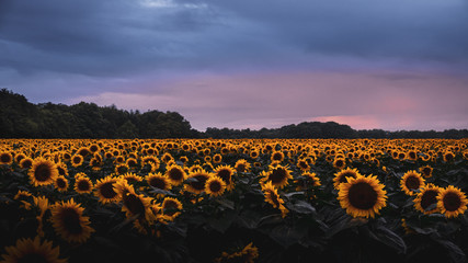 Fototapeta premium Champ de tournesols 