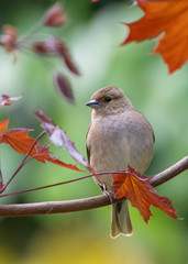 Pinson des arbres femelle posée sur un érable aux feuilles rouges. 