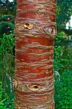 A spring close up view of the bark of the Araucaria cunninghamii at Kew Gardens