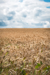 Fototapeta na wymiar Champ de blé par une journée d'été orageuse