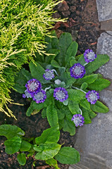Close up of a flowering Primula capitata subsq. mooreana in a flower border