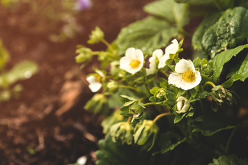 Flowering garden strawberry bushes. Blooming strawberries. Berry Plantation