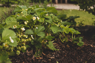 Flowering garden strawberry bushes. Blooming strawberries. Berry Plantation