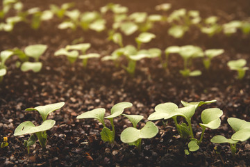 Young shoots of radish in the vegetable garden. Germination of radish seeds.