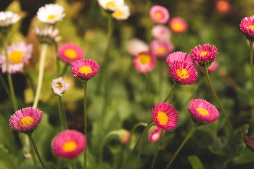 Obraz na płótnie Canvas Pink daisy flowers in the garden. Little pink flowers.