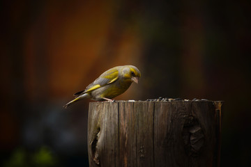 Bird greenfinch (lat. Chloris chloris) on a stump with sunflower seeds