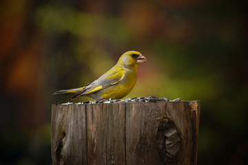 Bird greenfinch (lat. Chloris chloris) on a stump with sunflower seeds