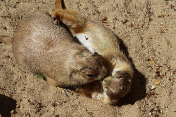 Zwei Pr&auml;riehunde spielen 
