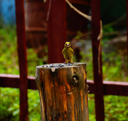 Bird greenfinch (lat. Chloris chloris) on a stump with sunflower seeds