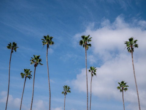 Photo taken from below of a group of palm trees with a big blue sky on a sunny day in Laguna beach, California